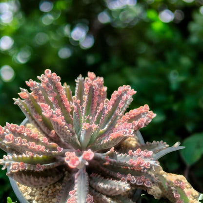 Pink Butterfly Succulent, Unique Leaf Pattern, Easy Care Houseplant