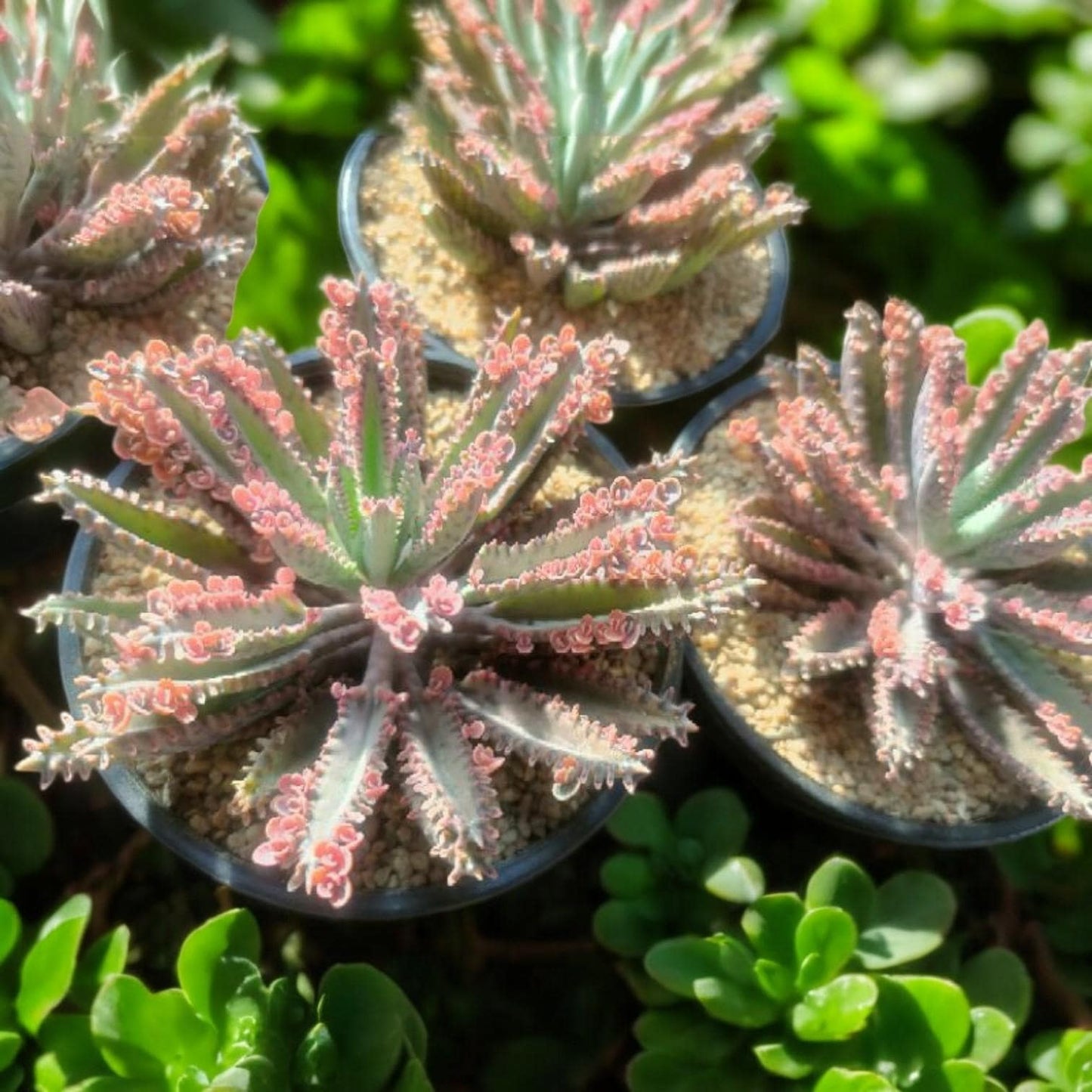 Pink Butterfly Succulent, Unique Leaf Pattern, Easy Care Houseplant