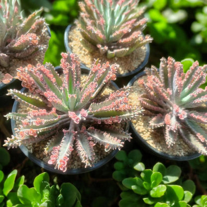 Pink Butterfly Succulent, Unique Leaf Pattern, Easy Care Houseplant