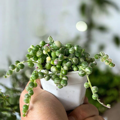 String of Pearls Succulent, Trailing Green Bead Vine, Easy Care Houseplant
