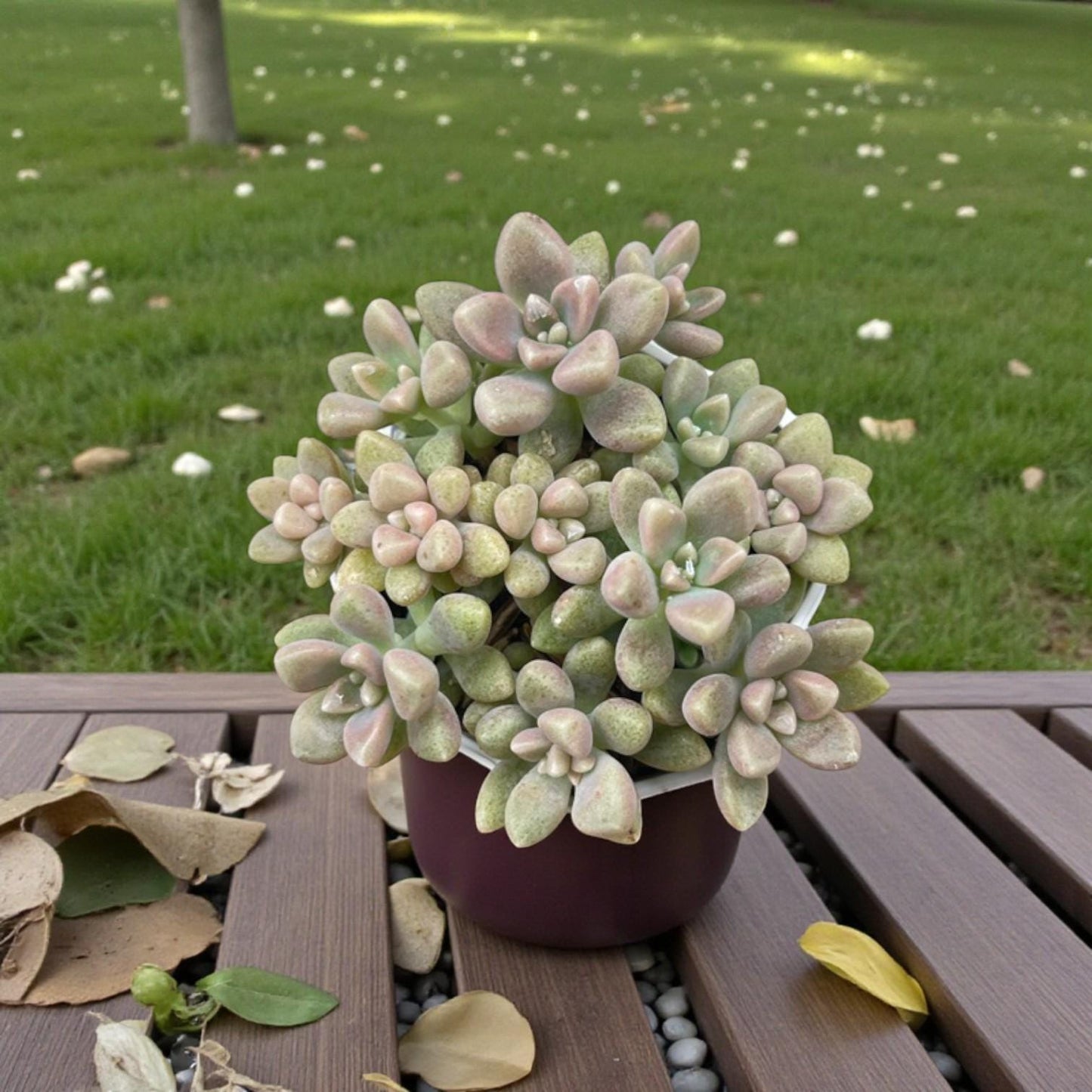 Pastel Rosette Succulent Plant, Soft Pink & Green Mini Indoor Plant
