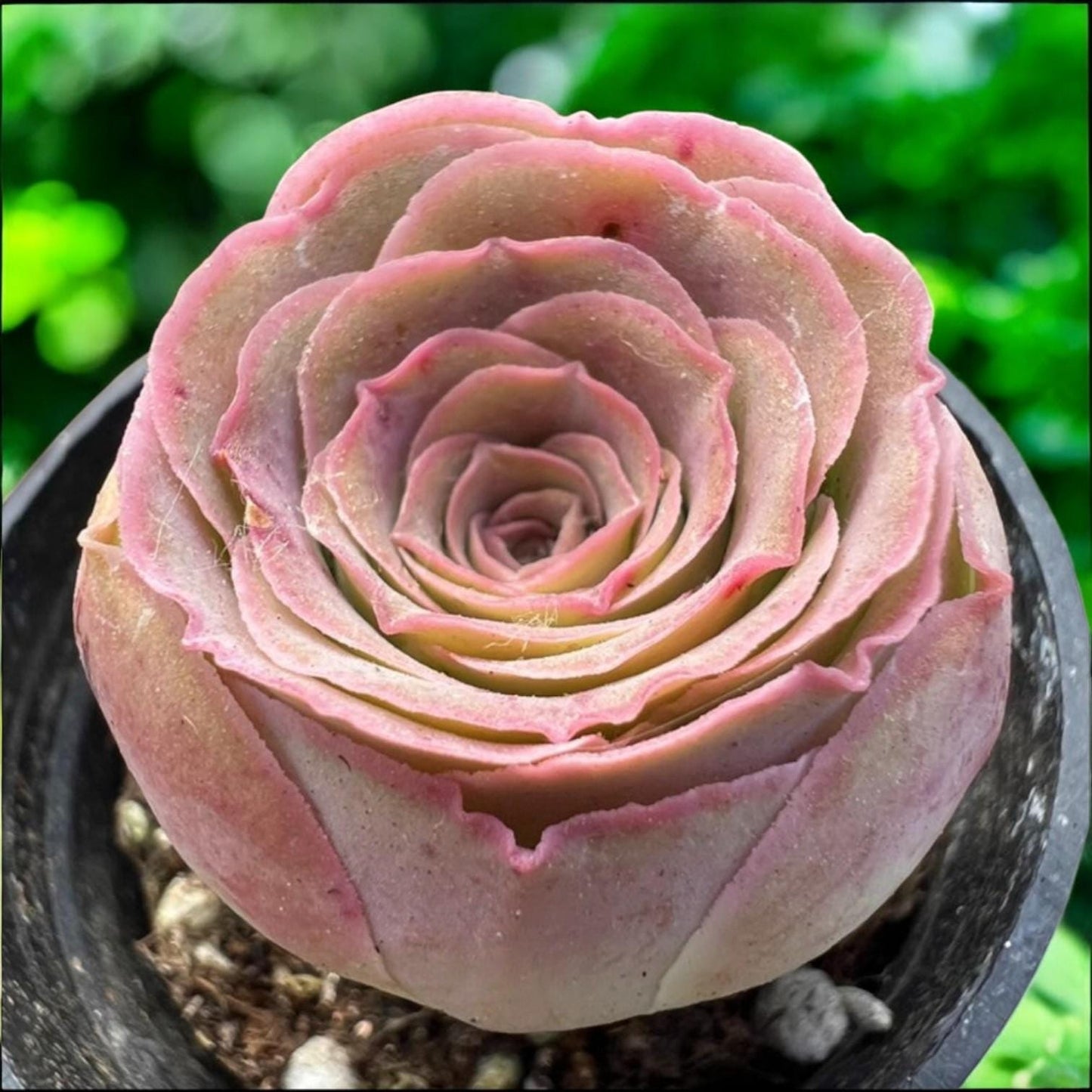 pink mountain rose succulent live rosette plant in pot, pastel pink rose-shaped rosette succulent close-up