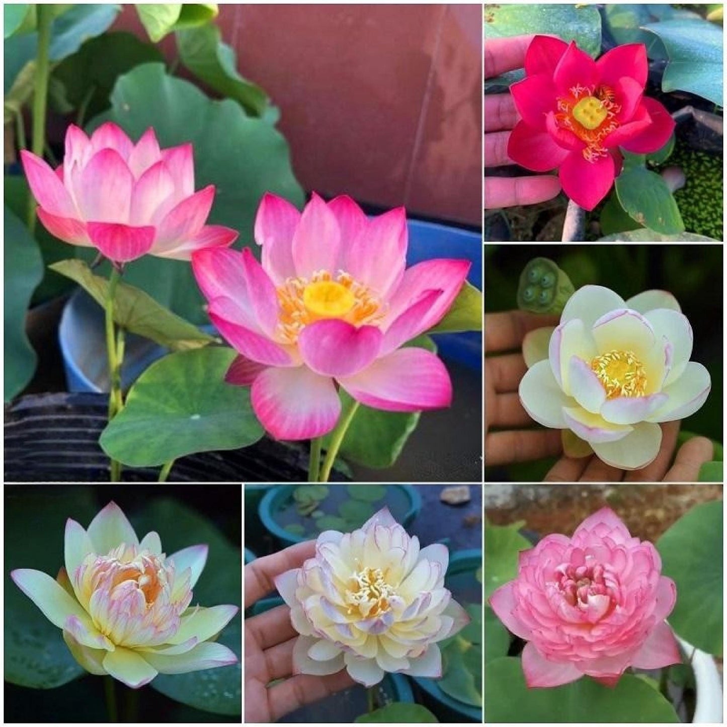mixed color mini lotus seeds for water bowls, mini lotus flowers in pink, white, red for patio containers and indoor water gardens