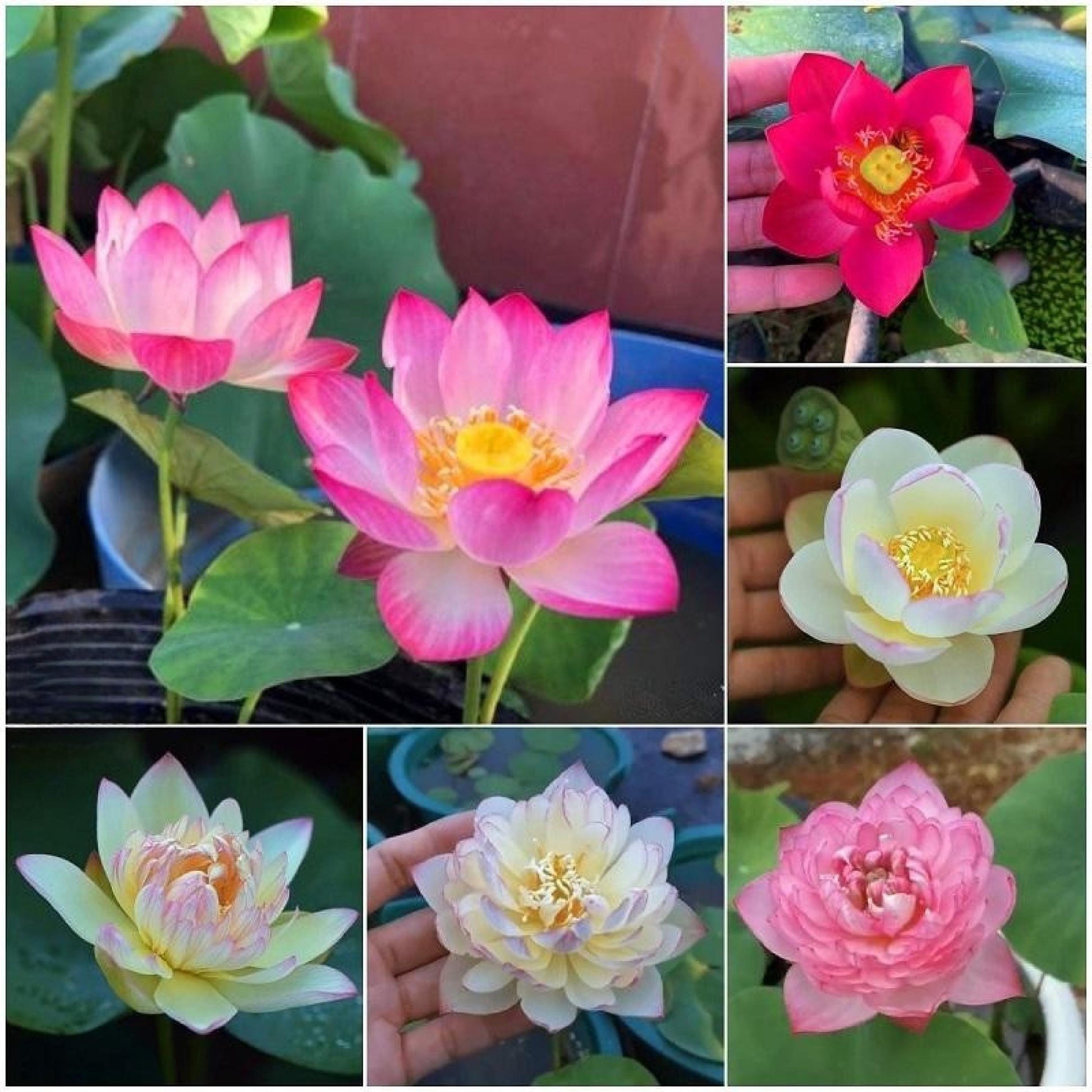 mixed color mini lotus seeds for water bowls, mini lotus flowers in pink, white, red for patio containers and indoor water gardens