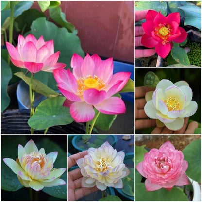 mixed color mini lotus seeds for water bowls, mini lotus flowers in pink, white, red for patio containers and indoor water gardens