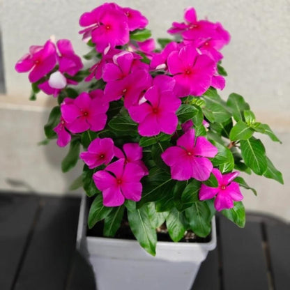 100 Mixed Periwinkle Seeds, Easy Grow Flower Seeds for Indoor and Outdoor Gardens, Patio Pots, DIY Planting, Small Garden Starter Pack