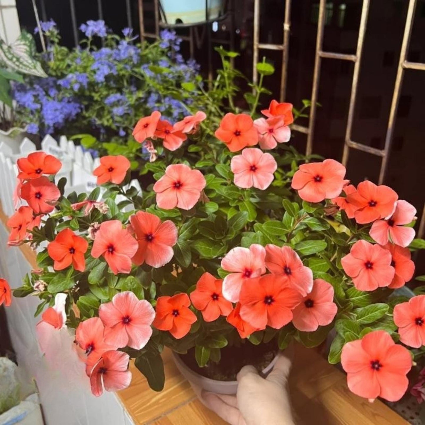 100 Mixed Periwinkle Seeds, Easy Grow Flower Seeds for Indoor and Outdoor Gardens, Patio Pots, DIY Planting, Small Garden Starter Pack