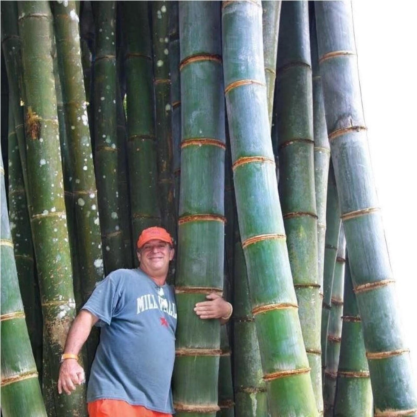50 Moso Bamboo Seeds, Easy Grow Indoor or Outdoor Bamboo, Mini Bamboo Starter Pack for Garden, Patio, or Container Planting