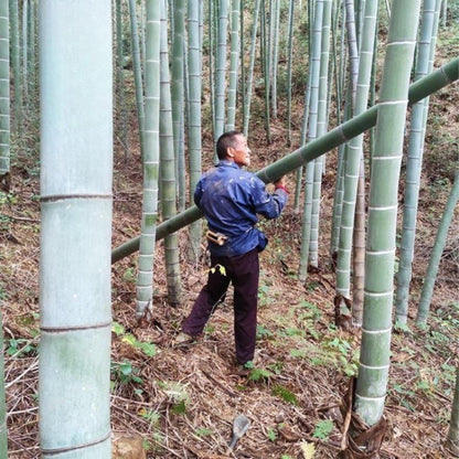 50 Moso Bamboo Seeds, Easy Grow Indoor or Outdoor Bamboo, Mini Bamboo Starter Pack for Garden, Patio, or Container Planting