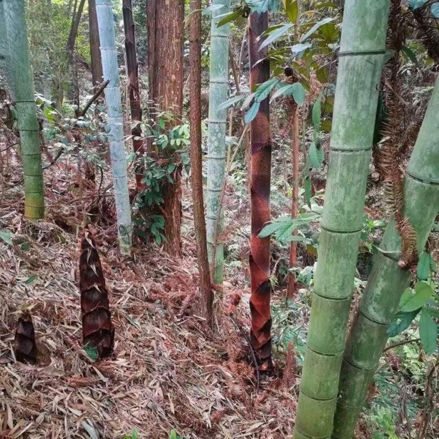 50 Moso Bamboo Seeds, Easy Grow Indoor or Outdoor Bamboo, Mini Bamboo Starter Pack for Garden, Patio, or Container Planting
