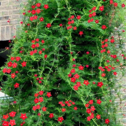 150 Mixed Cypress Vine Flower Seeds, Easy Grow Climbing Flower Seeds for Indoor or Outdoor Garden, Patio Planter or Balcony Planting