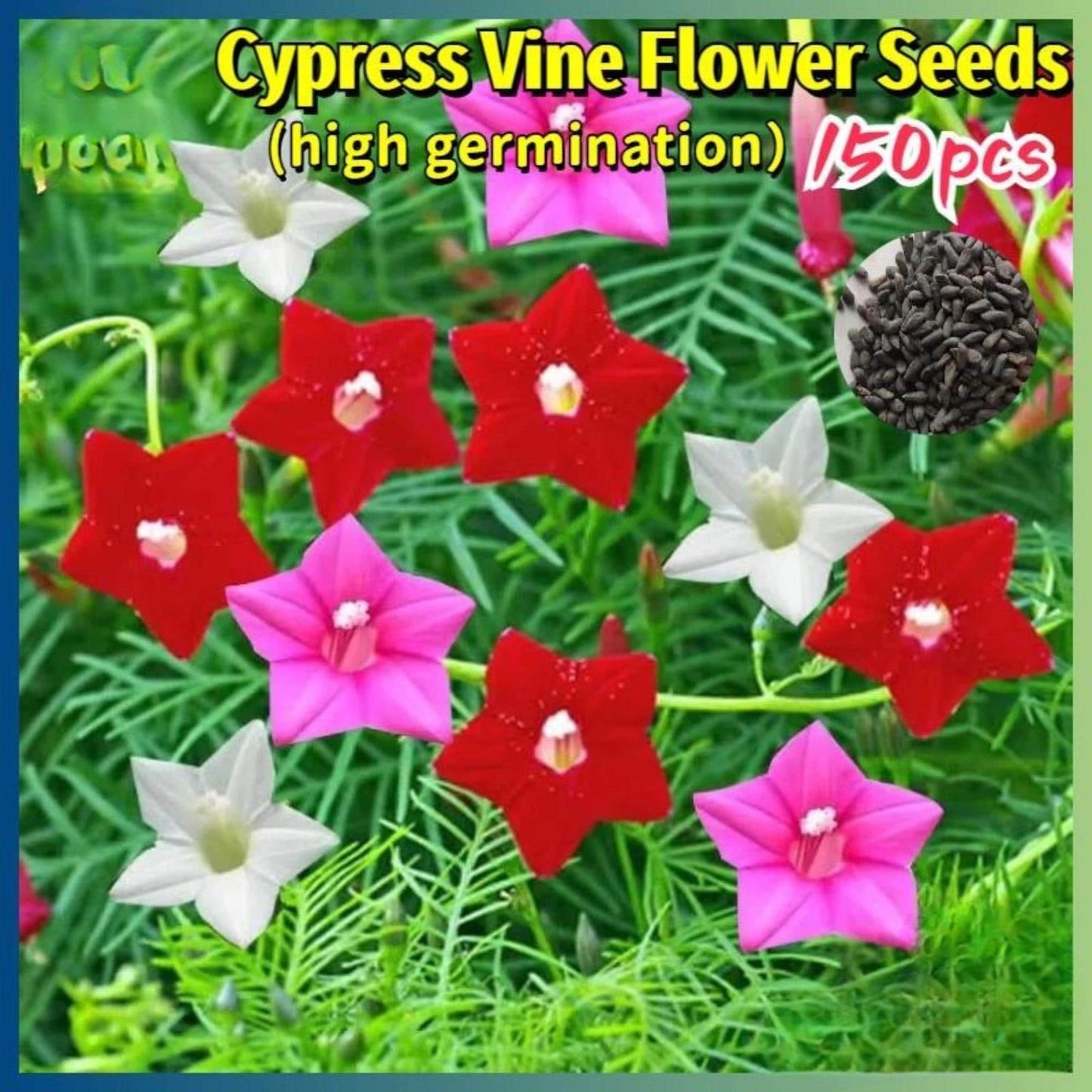 150 Mixed Cypress Vine Flower Seeds, Easy Grow Climbing Flower Seeds for Indoor or Outdoor Garden, Patio Planter or Balcony Planting