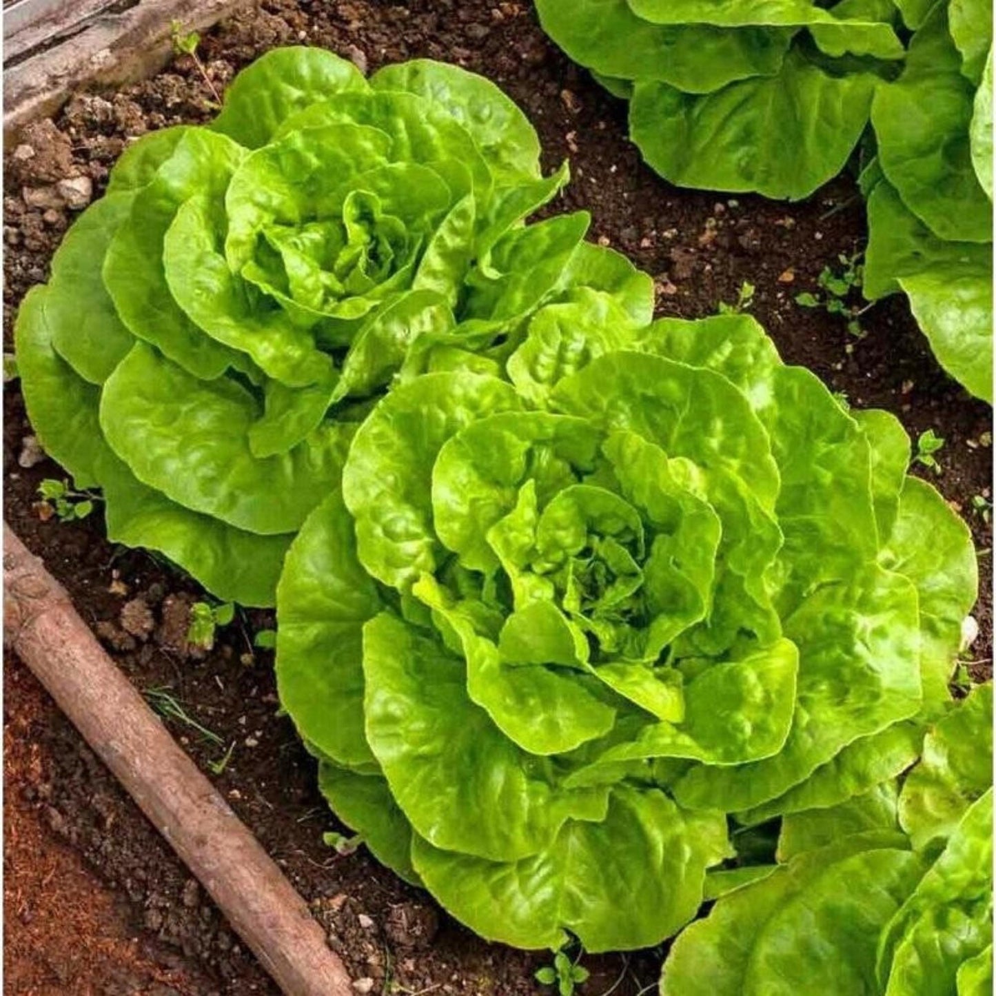 500 Butterhead Lettuce Seeds, Fresh Garden Vegetable Seeds for Indoor Outdoor Growing, Easy Grow Salad Greens, Home Gardening Seed Pack