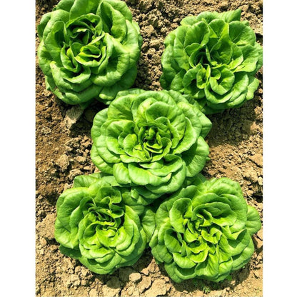 500 Butterhead Lettuce Seeds, Fresh Garden Vegetable Seeds for Indoor Outdoor Growing, Easy Grow Salad Greens, Home Gardening Seed Pack