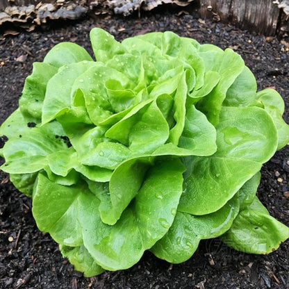 500 Butterhead Lettuce Seeds, Fresh Garden Vegetable Seeds for Indoor Outdoor Growing, Easy Grow Salad Greens, Home Gardening Seed Pack