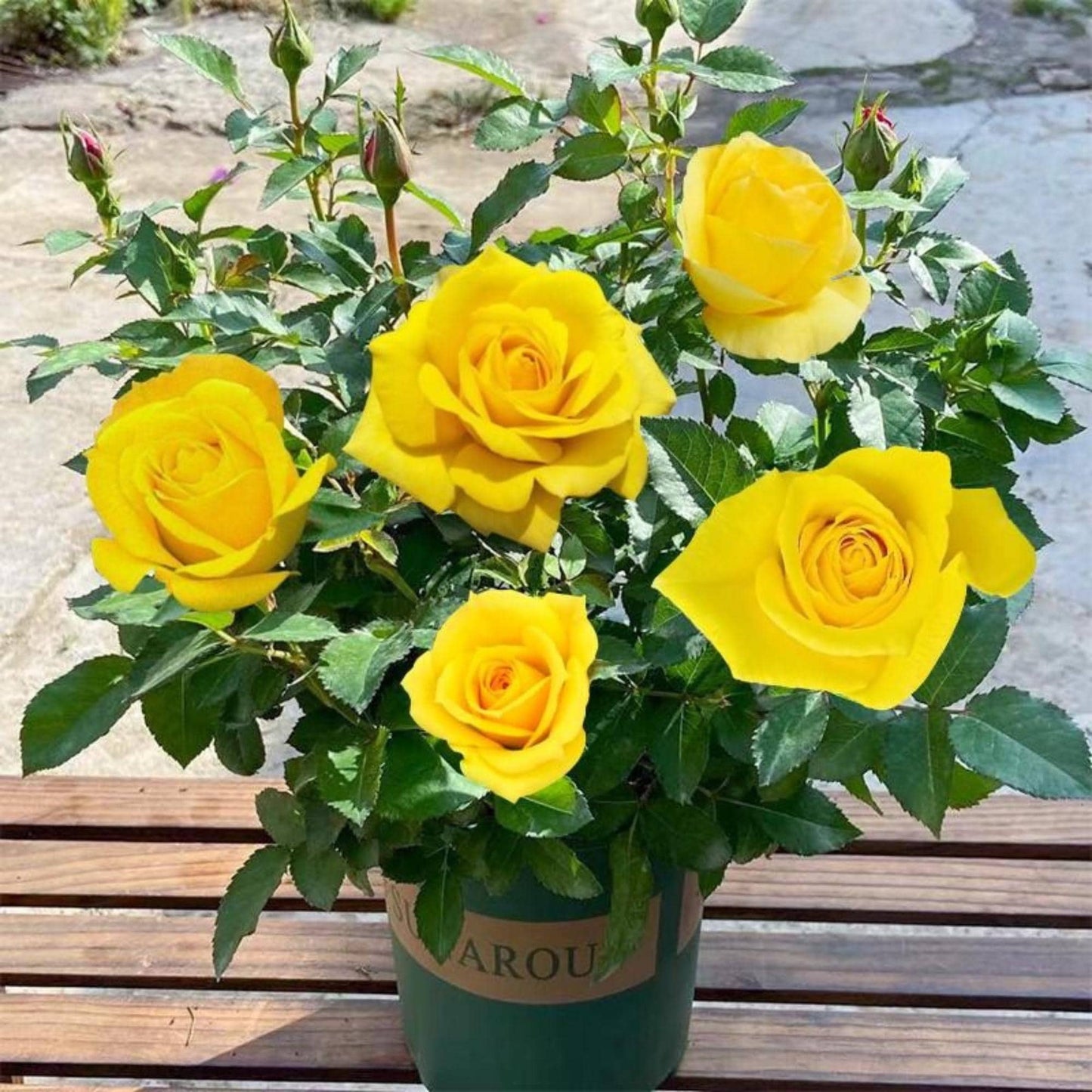 Close-Up Detail of 100 Mixed Colorful Rose Seeds, Vibrant Rainbow Garden Flowers, Easy-Grow Floral Seeds for Home Garden, Beautiful Outdoor Yard Blooms, highlighting its seed look and listing presentation
