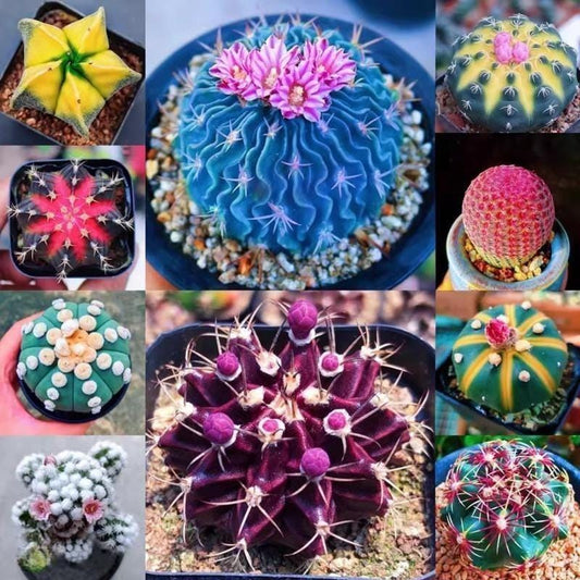 Alternate Angle of Mixed Cactus Seed Pack of 80, Colorful Indoor Succulent Garden Starter, Easy Grow Seeds for Pots or Planters, Fun Gift for Home Plant Lovers, highlighting its cactus look and listing presentation