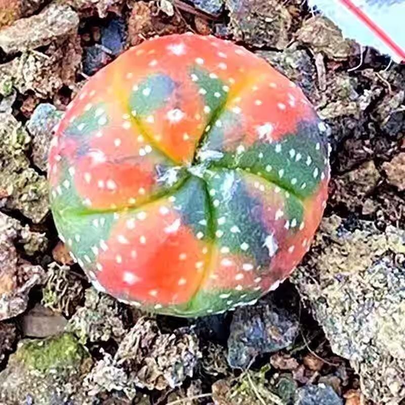 mixed cactus seeds pack of 80 colorful indoor succulent seedling in soil, easy-grow starter for pots or planters