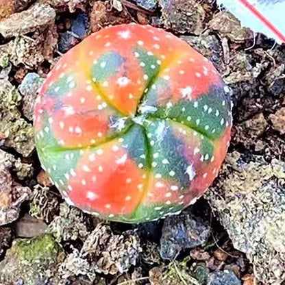 mixed cactus seeds pack of 80 colorful indoor succulent seedling in soil, easy-grow starter for pots or planters