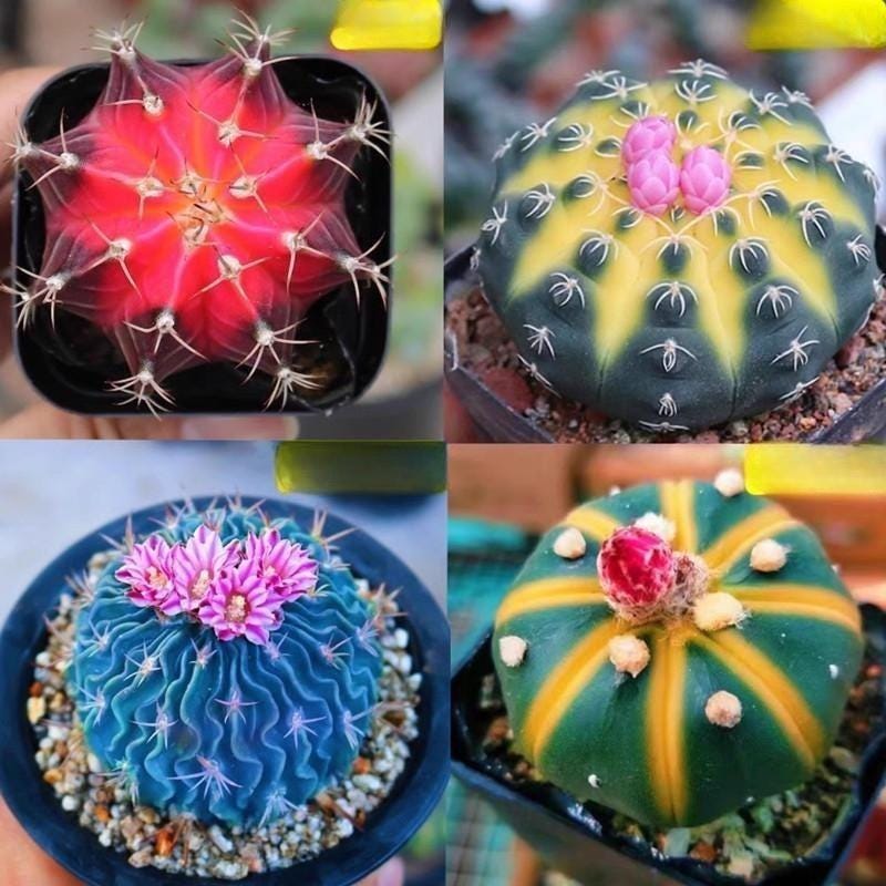 Alt Tag: mixed cactus seeds pack of 80 colorful indoor succulent starter showing vibrant potted cacti varieties with blooms for pots or planters