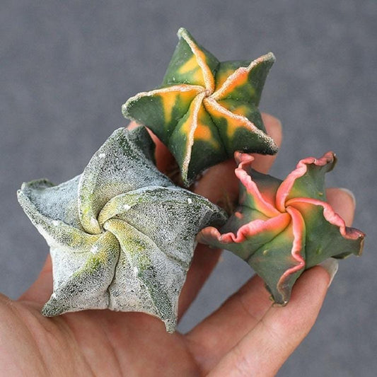 Alternate Angle of Mixed Cactus Seed Pack of 100, Colorful Indoor Succulent Garden Starter, Easy Grow Seeds for Pots or Planters, Fun Gift for Home Plant Lover, highlighting its cactus look and listing presentation