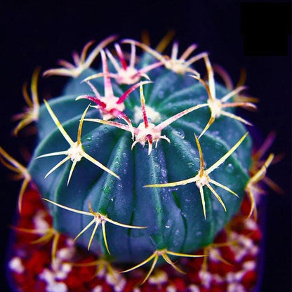 Mixed Cactus Bonsai Seed Pack of 100, Mini Succulent Garden Starter, Easy Grow Seeds for Indoor Pots or Planters, Fun DIY Gift