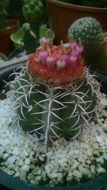 Styled display — Cactus Seed Pack of 100 | Cacti Nest