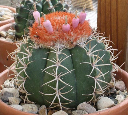 Cactus Seed Pack of 100, Mixed Indoor Succulent Garden Starter, Easy Grow Seeds for Pots or Planters, Fun DIY Gift for Plant Lovers