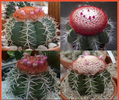 Cactus Seed Pack of 100, Mixed Indoor Succulent Garden Starter, Easy Grow Seeds for Pots or Planters, Fun DIY Gift for Plant Lovers
