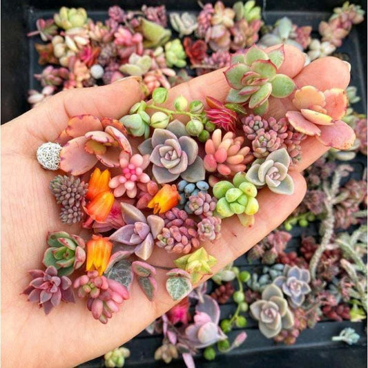 Close-up detail — Mixed Succulent Seed Pack of 100 | Cacti Nest