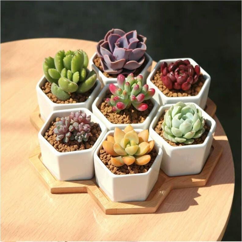 Mixed Succulent Seed Pack of 100, Indoor Garden Starter Set, Easy Grow Seeds for Pots or Planters,
