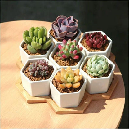 Mixed Succulent Seed Pack of 100, Indoor Garden Starter Set, Easy Grow Seeds for Pots or Planters,