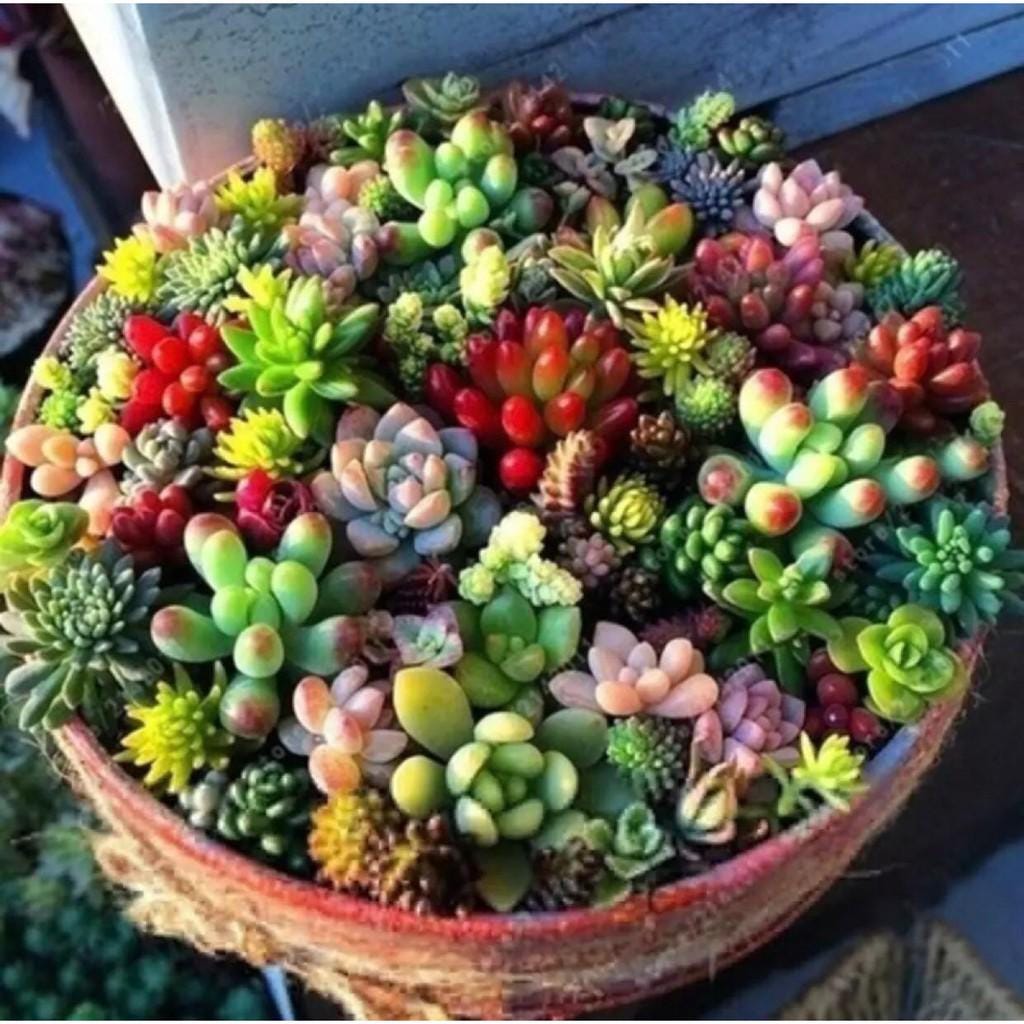 Mixed Succulent Seed Pack of 100, Indoor Garden Starter Set, Easy Grow Seeds for Pots or Planters,