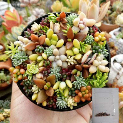 Mixed Succulent Seed Pack of 100, Indoor Garden Starter Set, Easy Grow Seeds for Pots or Planters,