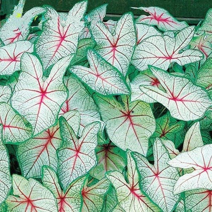 Rainbow Dragon Leaf Seeds, Colorful Foliage Garden Starter, Easy Grow Leafy Plant Seed