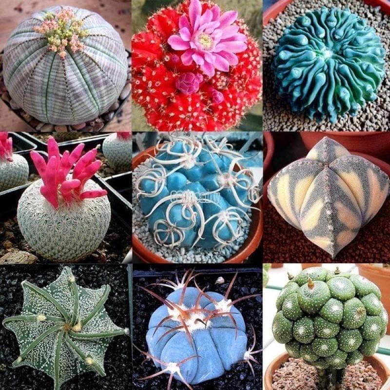 mixed cactus seeds pack of 80 - colorful indoor succulent starter set showing assorted cacti shapes and vibrant blooms for pots
