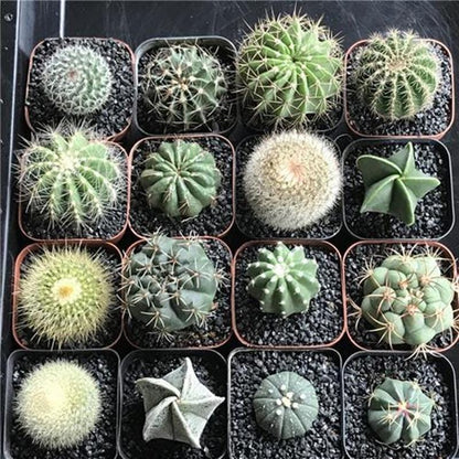 Alt Tag: mixed cactus seeds pack of 80 grown into colorful mini cacti and succulents in small pots, indoor starter garden gift