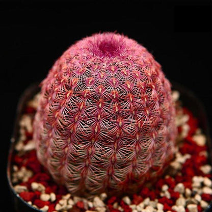 Mixed Cactus Bonsai Seed Pack of 100, Mini Succulent Garden Starter, Easy Grow Seeds for Indoor Pots or Planters, Fun DIY Gift