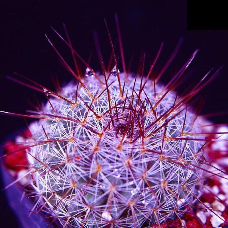 Mixed Cactus Bonsai Seed Pack of 100, Mini Succulent Garden Starter, Easy Grow Seeds for Indoor Pots or Planters, Fun DIY Gift