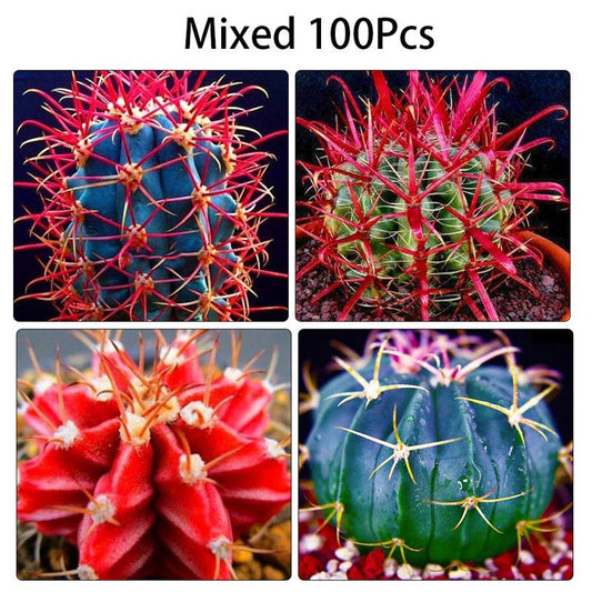 Alternate Angle of Mixed Cactus Bonsai Seed Pack of 100, Mini Succulent Garden Starter, Easy Grow Seeds for Indoor Pots or Planters, Fun DIY Gift, highlighting its cactus look and listing presentation