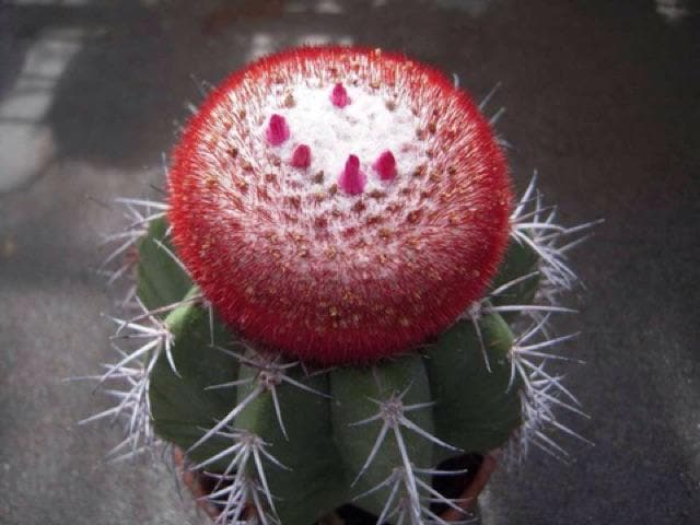 Cactus Seed Pack of 100, Mixed Indoor Succulent Garden Starter, Easy Grow Seeds for Pots or Planters, Fun DIY Gift for Plant Lovers