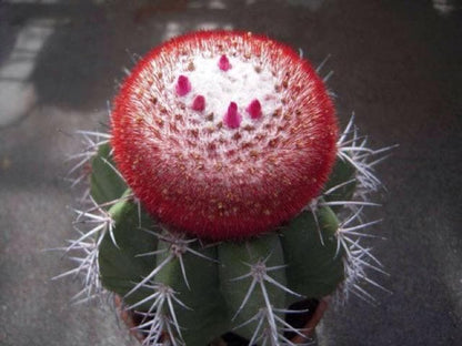 Cactus Seed Pack of 100, Mixed Indoor Succulent Garden Starter, Easy Grow Seeds for Pots or Planters, Fun DIY Gift for Plant Lovers