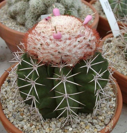 Cactus Seed Pack of 100, Mixed Indoor Succulent Garden Starter, Easy Grow Seeds for Pots or Planters, Fun DIY Gift for Plant Lovers