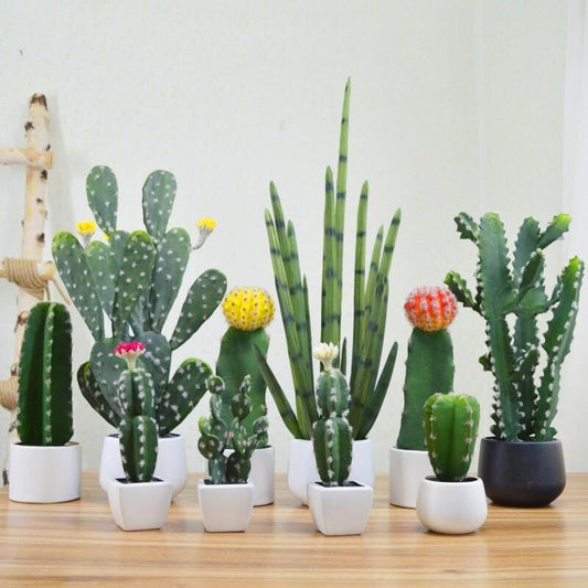 Alternate Angle of Mixed Color Cactus Seed Pack of 50, Indoor Garden Starter Set, Easy Grow Seeds for Pots or Planters Fun DIY Gift for Plant Lovers, highlighting its cactus look and listing presentation