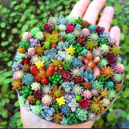 Mixed Succulent Seed Pack of 100, Indoor Garden Starter Set, Easy Grow Seeds for Pots or Planters,