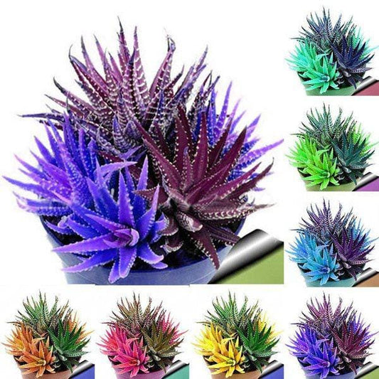 Alternate Angle of 100pcs Colorful Cactus Seeds, Mixed Blossom Cactus Seeds, Rainbow Succulent Seeds, Easy Growing Indoor Garden Decor, highlighting its cactus look and listing presentation