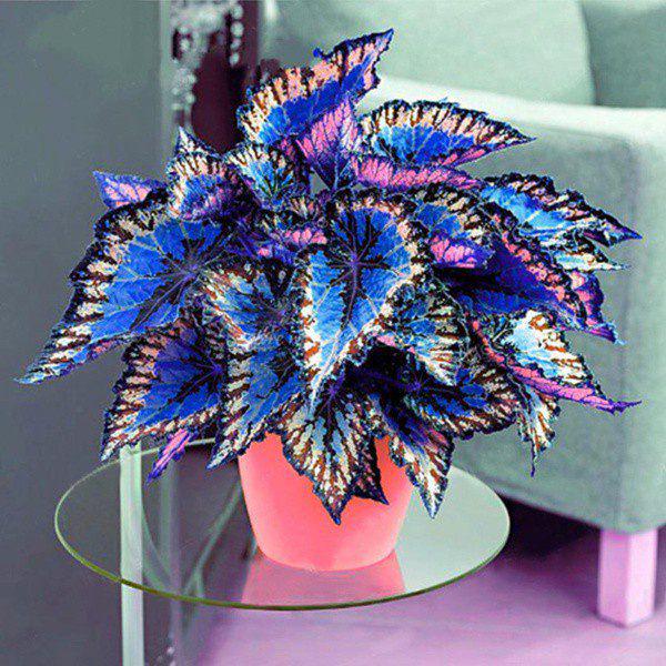 Rainbow Dragon Leaf Seeds, Colorful Foliage Garden Starter, Easy Grow Leafy Plant Seed