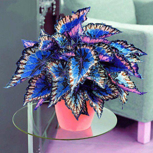 Alternate Angle of Rainbow Dragon Leaf Seeds, Colorful Foliage Garden Starter, Easy Grow Leafy Plant Seed, highlighting its houseplant look and listing presentation