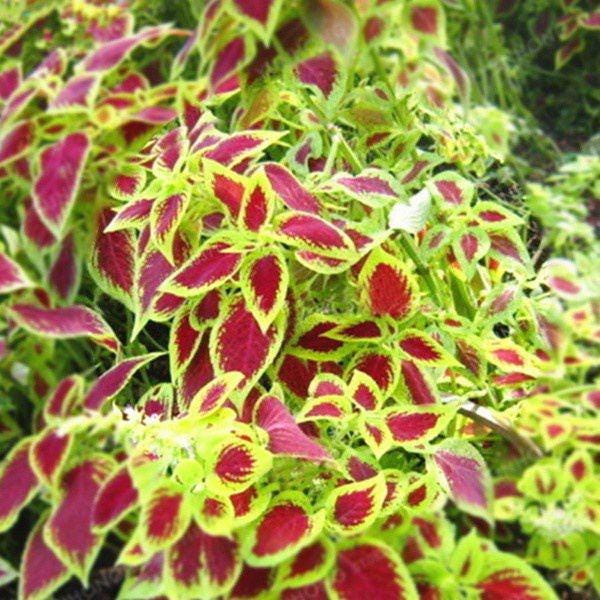 Rainbow Dragon Leaf Seeds, Colorful Foliage Garden Starter, Easy Grow Leafy Plant Seed