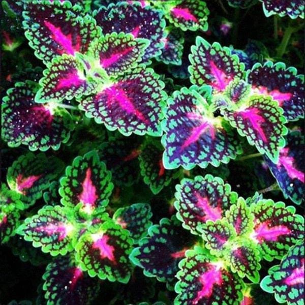 Rainbow Dragon Leaf Seeds, Colorful Foliage Garden Starter, Easy Grow Leafy Plant Seed